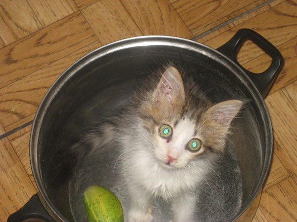 Павел Скачков 482608569572