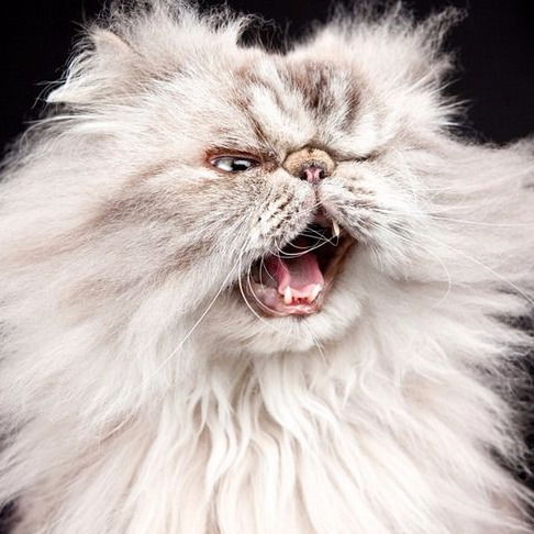 Дмитрий Гребенюк