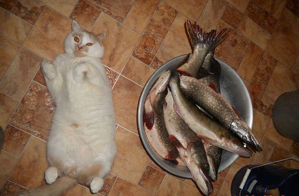 Александр Кушнир