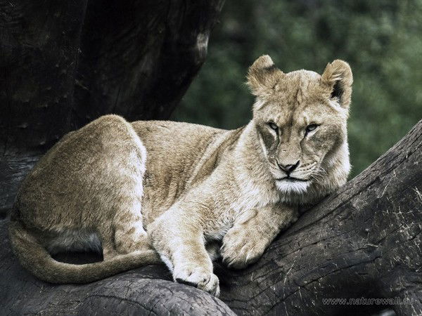 Неизвестно Неизвестно