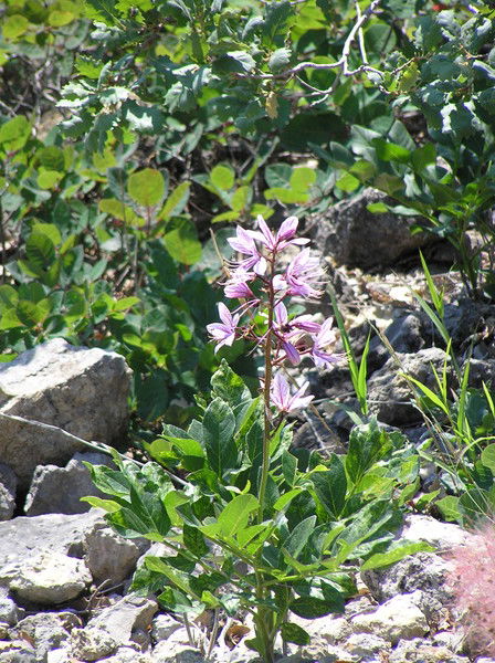 Наталия Малиновская