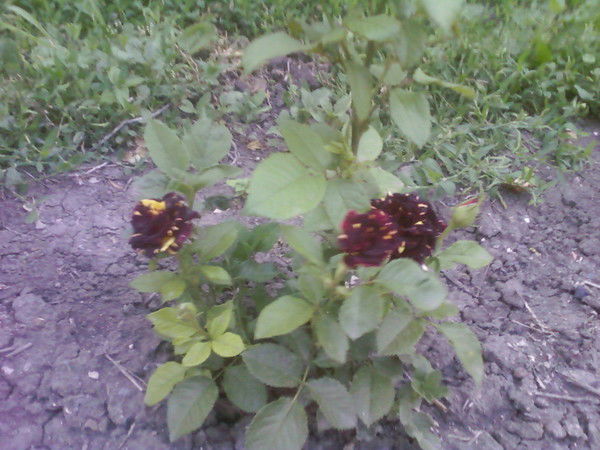 Ирина Шулика