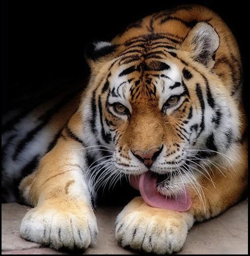 Владимир Кулик