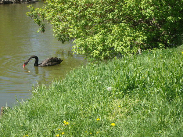 Светлана М.