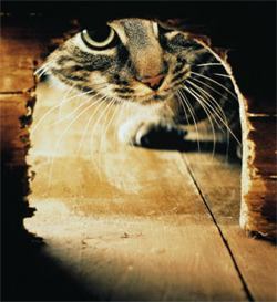 Анастасия Качалова