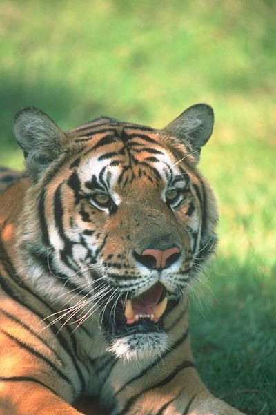 Диана Дежина