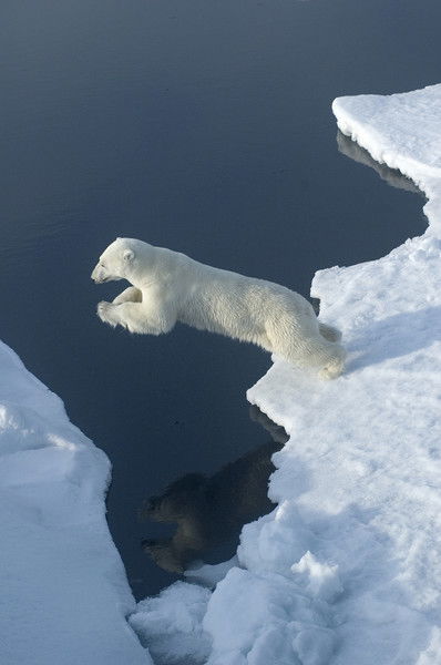 Владимир Колесников