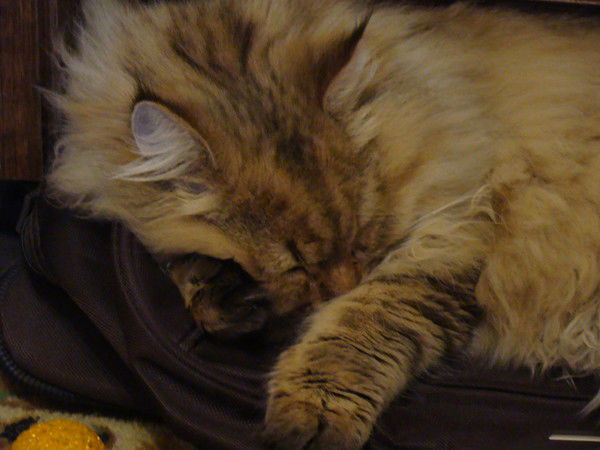 Ольга Бухарова