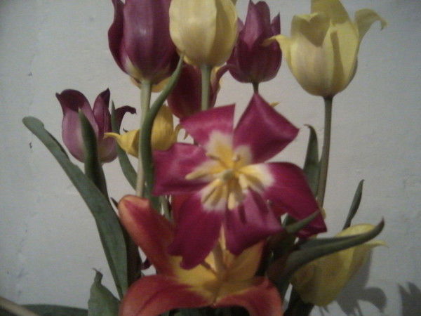 Лаура Зайнуллина