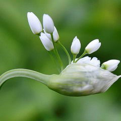 Стелла Чахацпанян