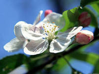 Надежда Зернова