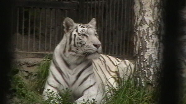 Олег Николаевич