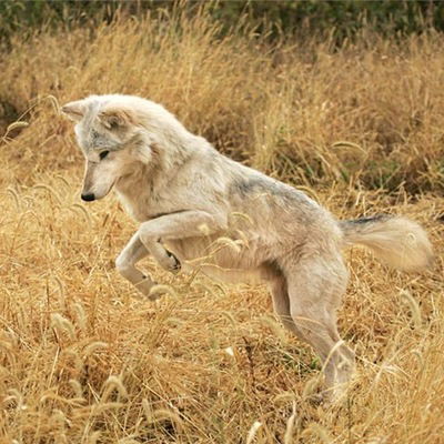 Рамазан Сибгатуллин