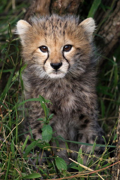 Мария Штаева