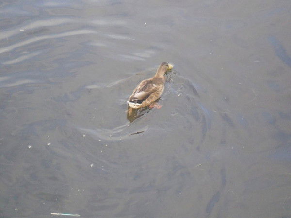 Ольга Колесникова