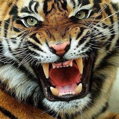 Малыш Малыш