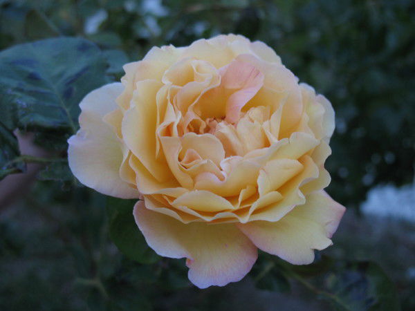 Екатерина Джамалдинова