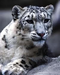 Асканбек Асаев