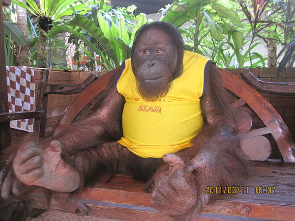 Алекс Алекс