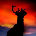 Cевр Старикашка