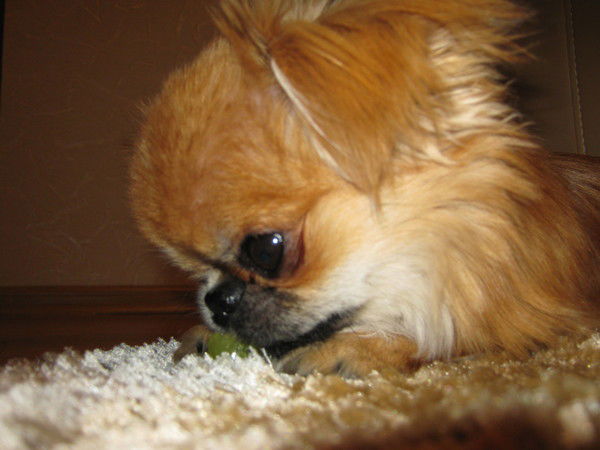 Роман Капитула