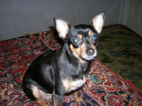 Илья Пухкаев