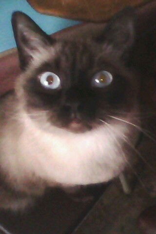 Андрей Ивлев