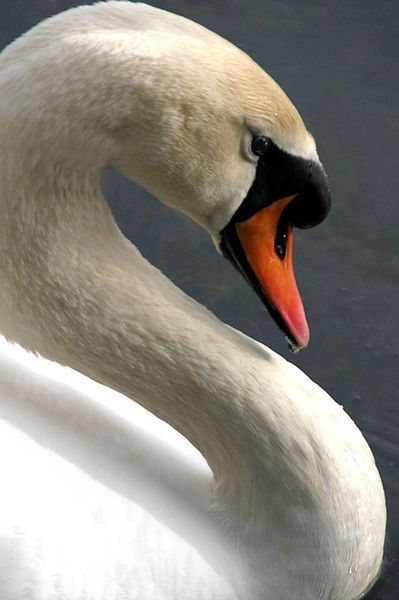 Татьяна Завальникова