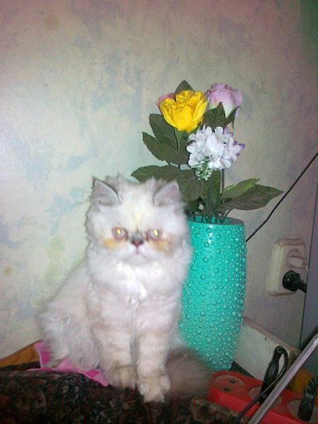 Татьяна Лоншакова