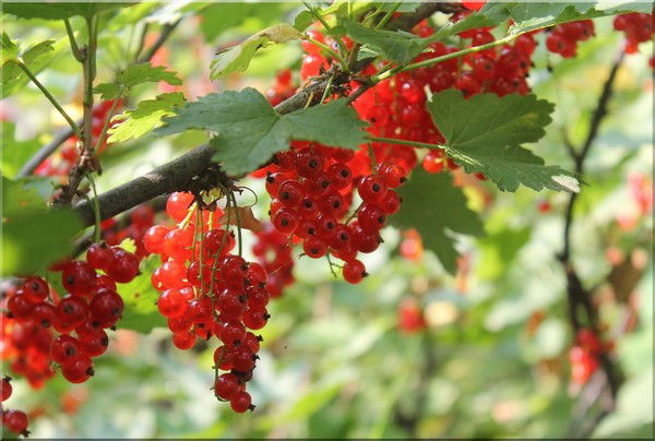 Зухра Исакова