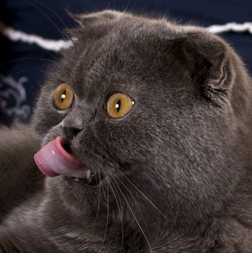 Cross_Fire ___________