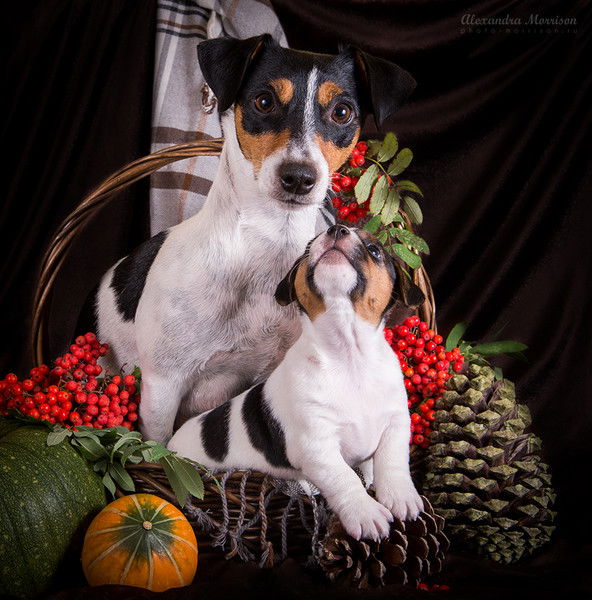 Елена Рычагова