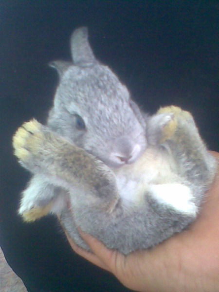 Расул Османов