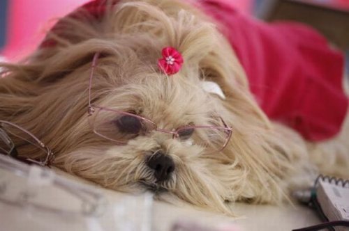 Алеся Лещенко