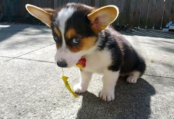 Горчаков Вадим