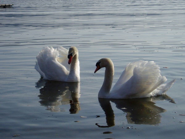 Юлия Терскова