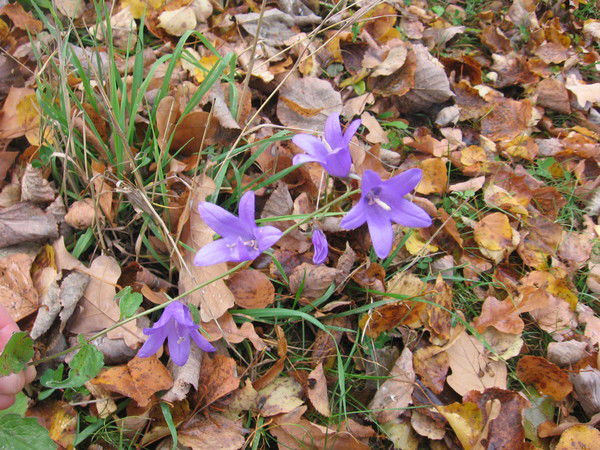 Рамзия Рафикова