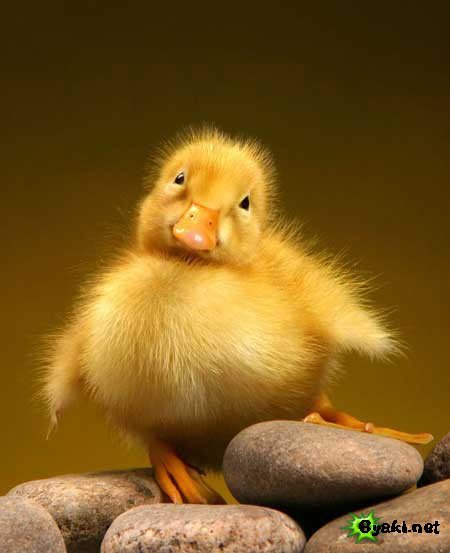 Тц Европарк