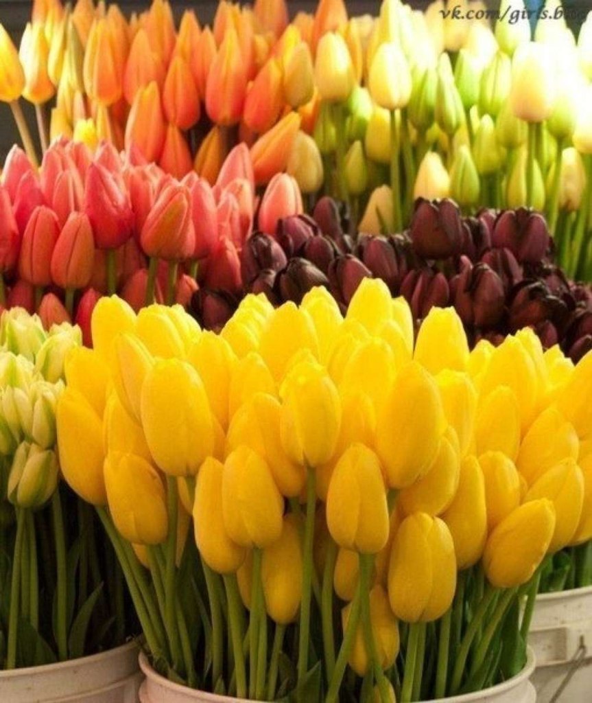 Юлия Шумская