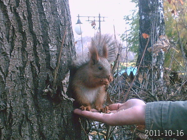 Татьяна Сироткина