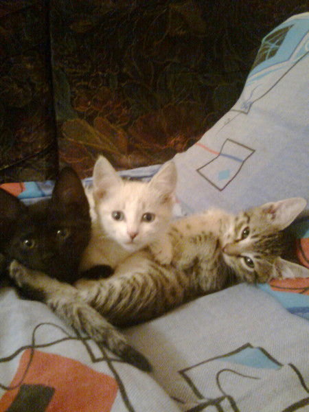 Вячеслав Затеев