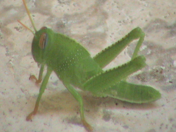 Борис Малый