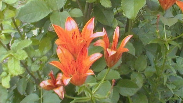 Ирина Лознова