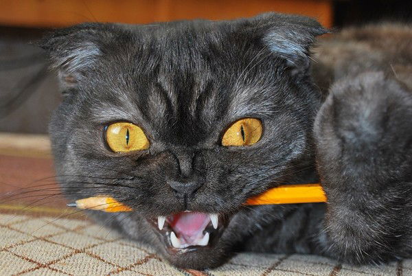 Котэ_Под Наркотэ