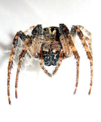 Серж Просто