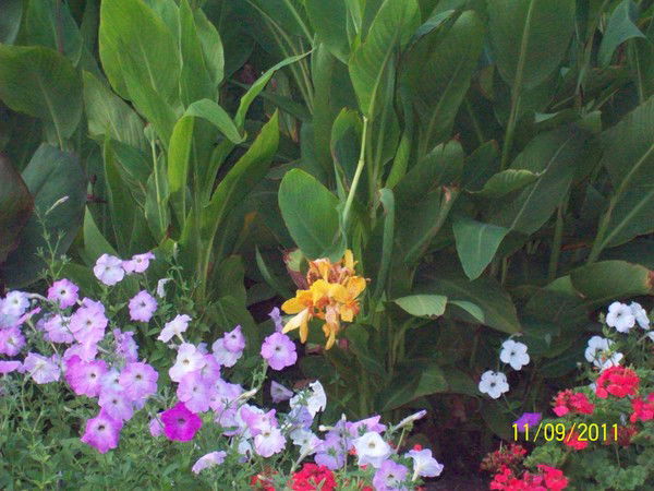 Александра Иванова