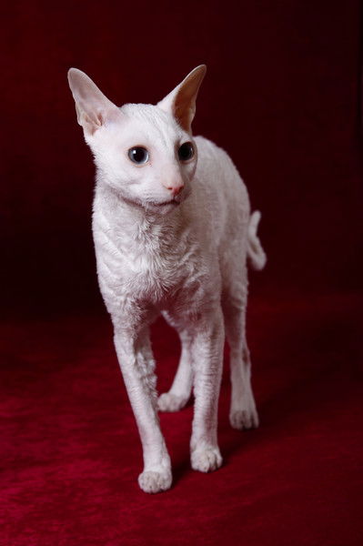 Владимир Антонов