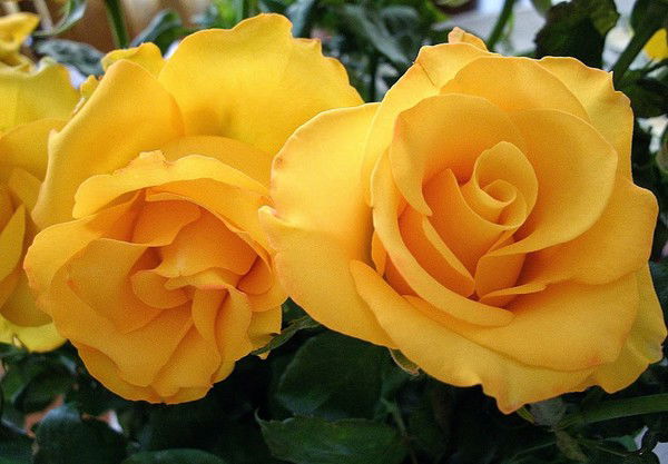 Любаша Любимая