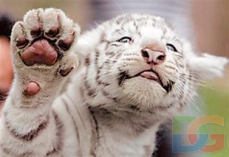 Дмитрий Горбунов