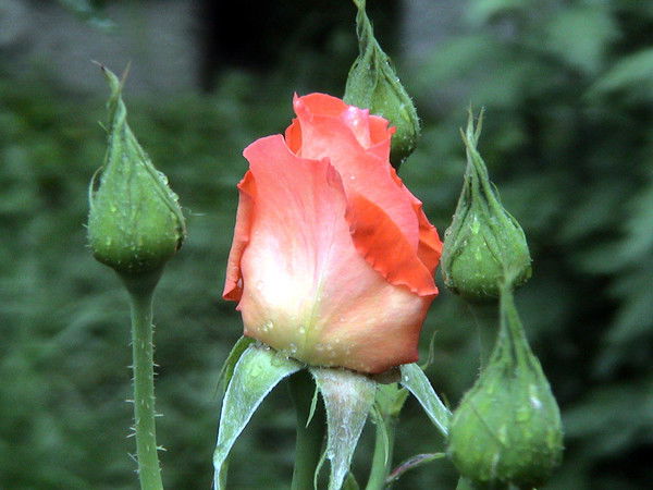 Елена Сердобинцева